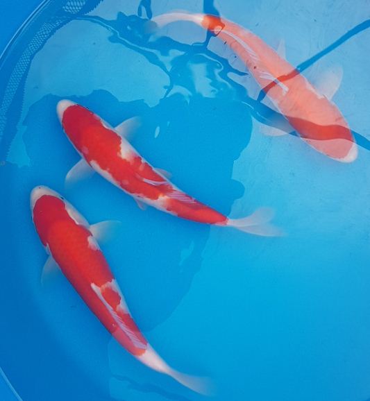 Koi Carp, High Grade Japanese Koi Carp priced between £100 and £200